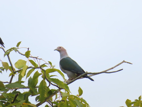 Green Imperial Pigeon