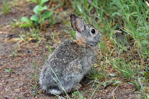 Mountain Cottontail observed by charlie_myles