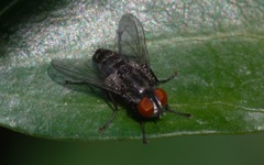 Amobia signata