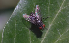 Amobia signata