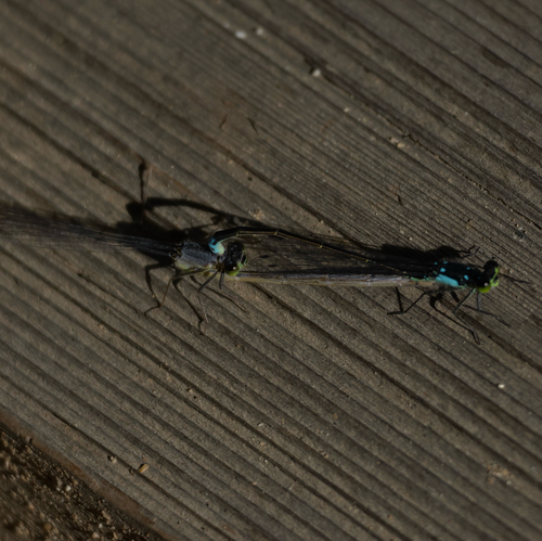 Pacific Forktail photo 4