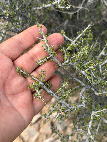 little buckthorn
