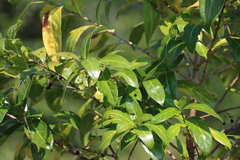 Kraussia floribunda