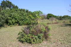 Kraussia floribunda, photograph (c) Tony Rebelo, some rights reserved (CC BY-SA)