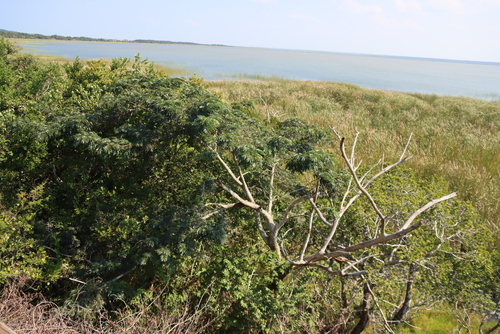 Albizia adianthifolia, photograph 4