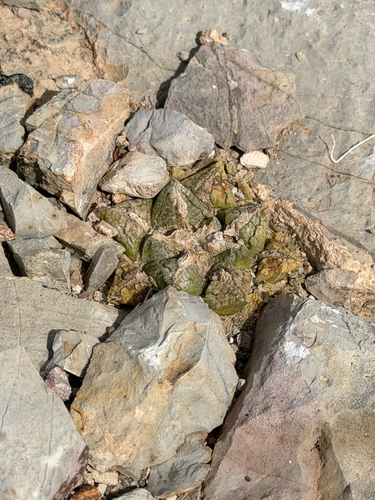 Ariocarpus fissuratus fissuratus