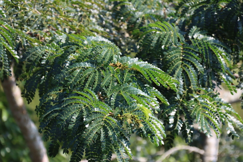 Albizia adianthifolia, photograph 5