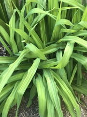 Hemerocallis lilioasphodelus