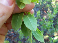 Arctostaphylos virgata