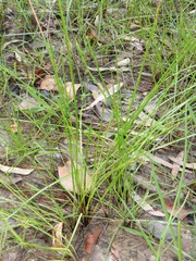 Eleocharis philippinensis