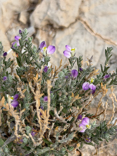 Glandleaf Milkwort