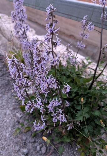 Petromarula pinnata, photograph 4