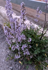 Petromarula pinnata, photograph author not stated, no rights reserved