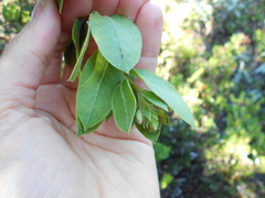 Arctostaphylos virgata