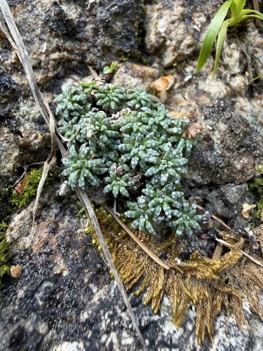 Blue Saxifrage