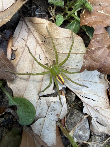 Green Huntsman Spider