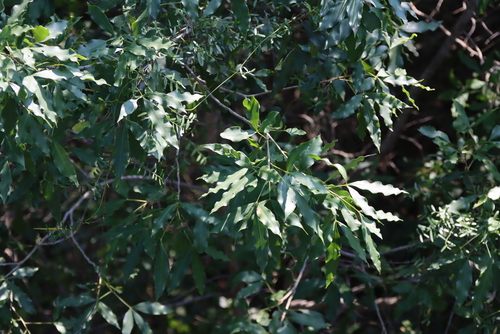 Vepris lanceolata, photograph 5
