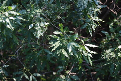 Vepris lanceolata, photograph (c) Tony Rebelo, some rights reserved (CC BY-SA)