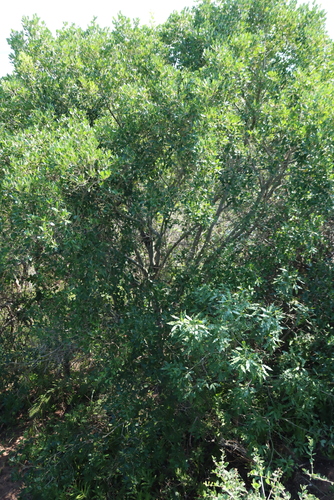 Vepris lanceolata, photograph 4