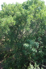 Vepris lanceolata, photograph (c) Tony Rebelo, some rights reserved (CC BY-SA)