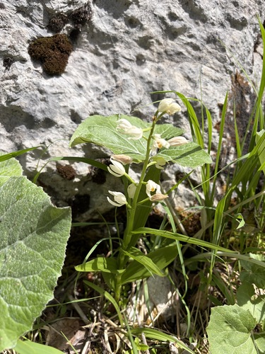 Narrow-leaved Helleborine