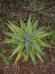 Agave desmettiana