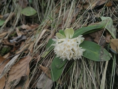 Daphne blagayana