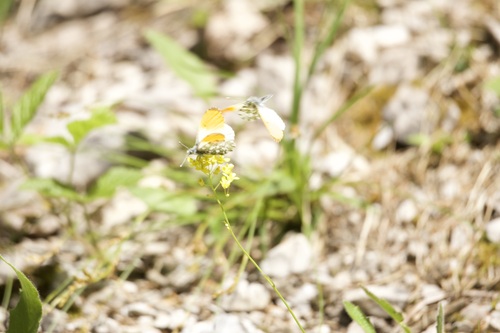 orange-tip