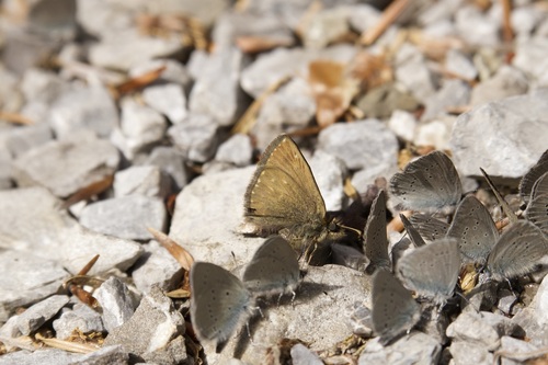 Dingy Skipper