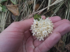 Daphne blagayana