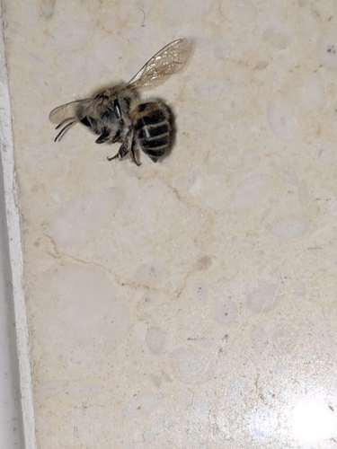 Asian Honey Bee
