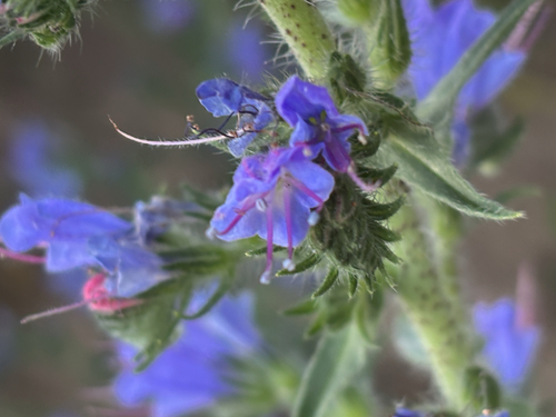 viper's-bugloss