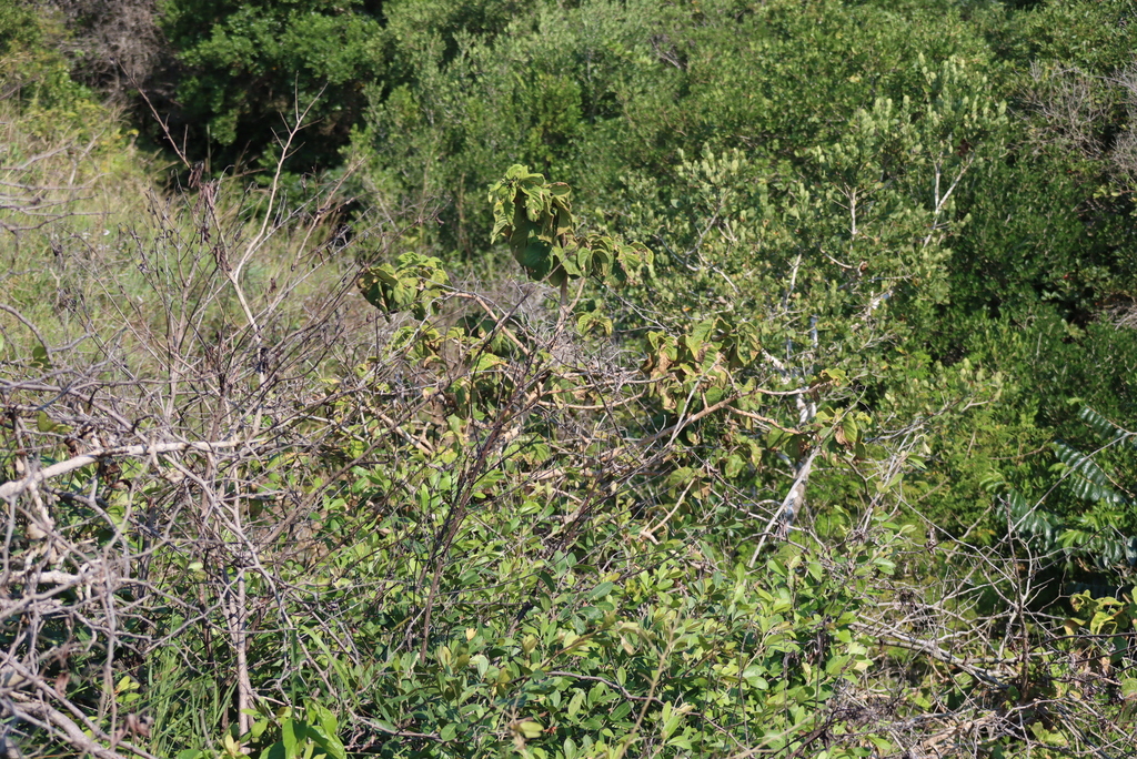 Vangueria infausta; photograph (c) Tony Rebelo, some rights reserved (CC BY-SA)