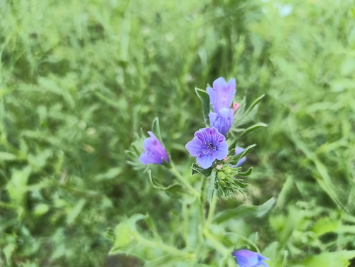 purple viper's-bugloss