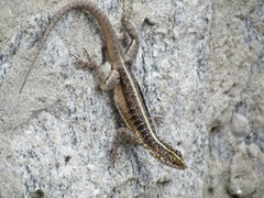 Tropidurus semitaeniatus