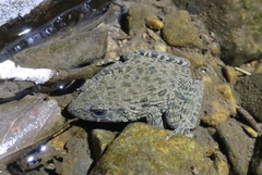 Glandirana emeljanovi