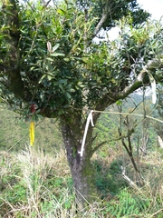 Quercus sessilifolia