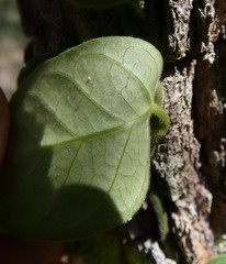 Parsonsia plaesiophylla