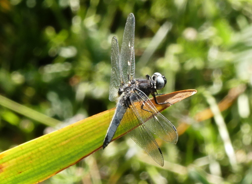Scarce Chaser