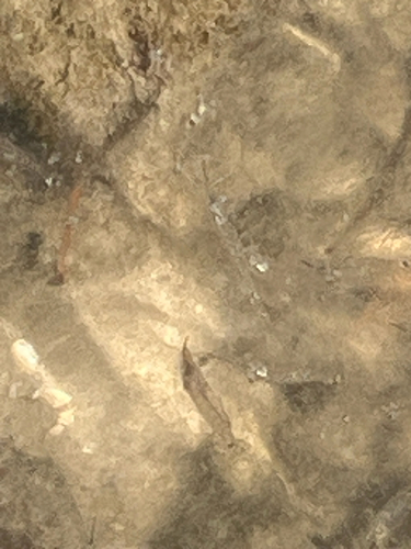 Palaemon debilis observed 2026-05-23