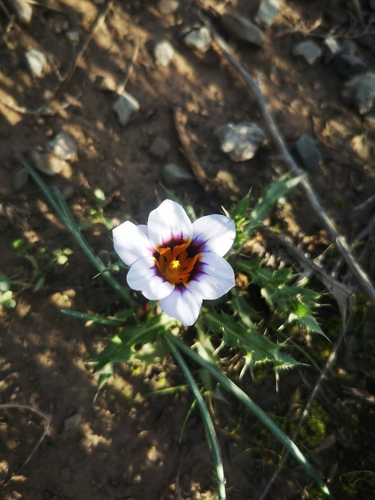 Romulea hallii