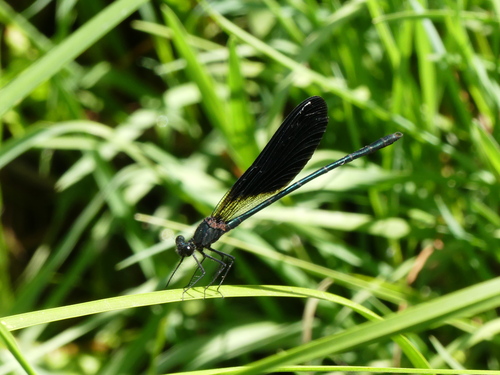 Copper Demoiselle