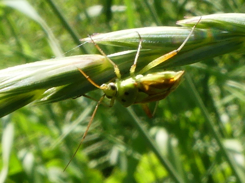 Potato Mirid