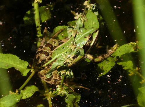 Pool frog complex and its kleptons