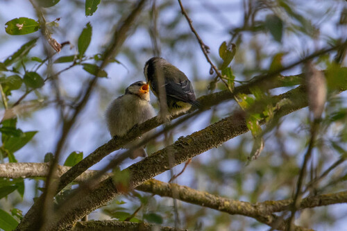 Eurasian Blue Tit