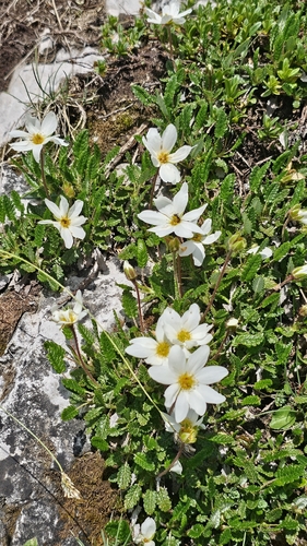 Eight-petal Mountain-Avens