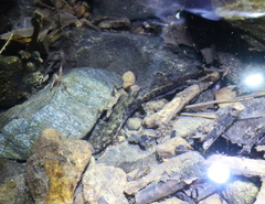 Onychodactylus koreanus