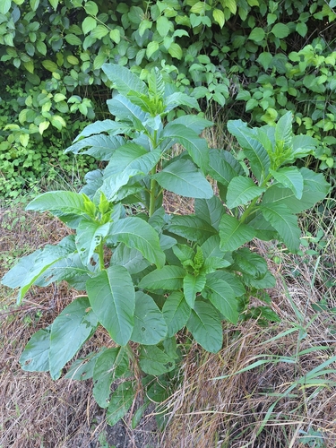 American pokeweed