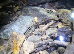 Onychodactylus koreanus