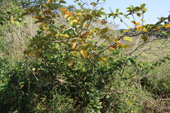 Annona senegalensis, photograph (c) Tony Rebelo, some rights reserved (CC BY-SA)